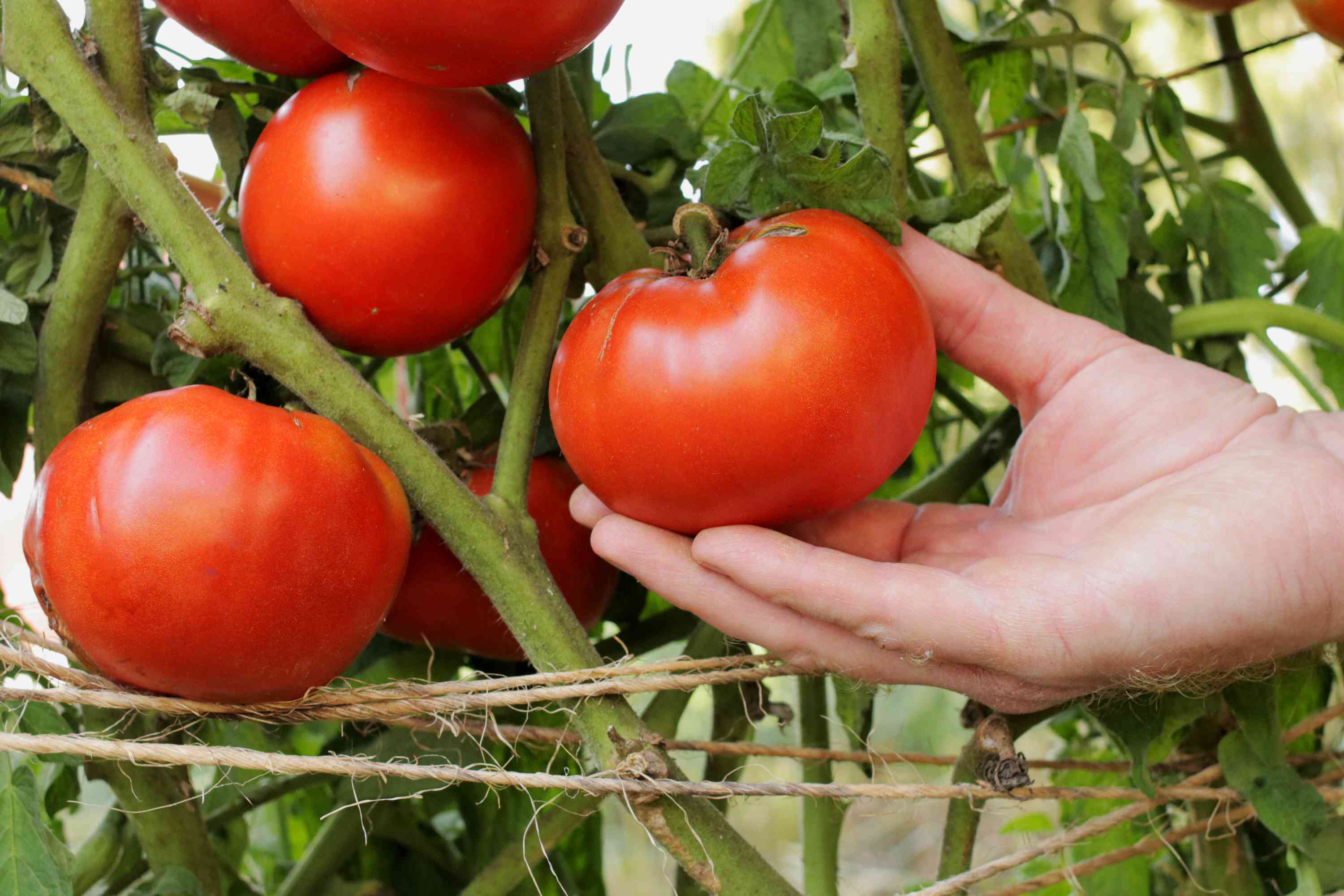 Bush Beefsteak Tomato